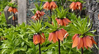 Bitlis'te açan ters laleler ziyaretçilerin ilgi odağı oldu
