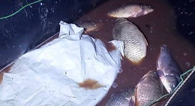 Bolu'da 350 kilo sazan kurtarıldı