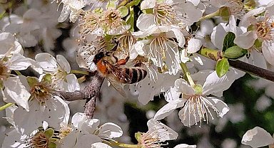 Bolu'da baharın gelmesiyle arılar harekete geçti