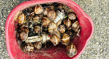 Bolu'da kaçak toplanan 16 kilogram salyangoz ele geçirildi