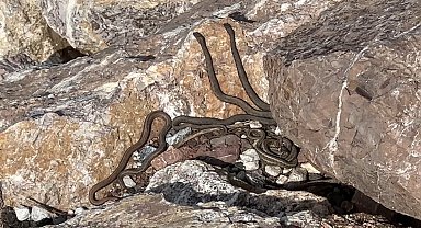 Brezilya'nın 'Yılan Adası' değil Yüksekova