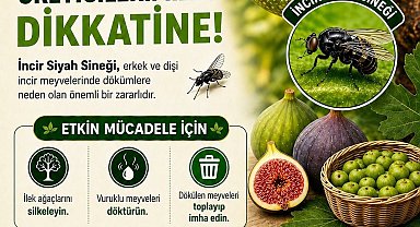 Buharkent'te incir üreticilerine siyah sinek uyarısı