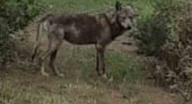 Buldan'da kurt bir kez daha görüldü