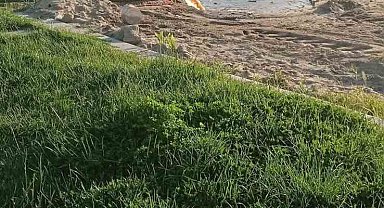 Burhaniye'de denize akan pis sular tepkiye neden oldu