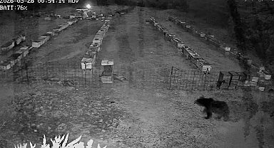 Bursa'da arı kovanlarına ayı saldırısı