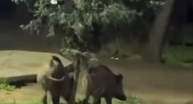 Bursa'da domuzlar piknik alanlarına indi