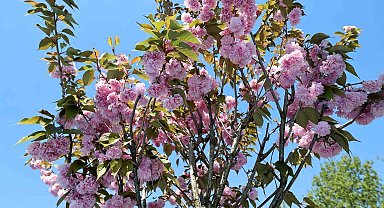 Çark Deresi kıyısında sakura güzelliği