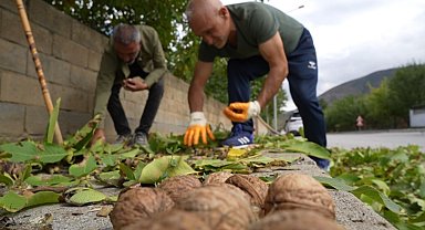 Ceviz üreticilerine antraknoz uyarısı