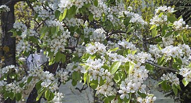 Çiçek açan armut ağacının güzelliği