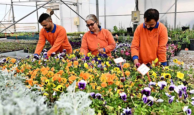 Çiçek Desenleri Günleri için 130 bin dal çiçek yetiştiriliyor