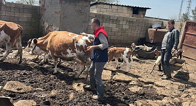 Cizre'de hayvan sağlığı için yoğun mesai