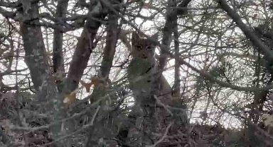 Çorum'da Avrasya vaşağı görüntülendi