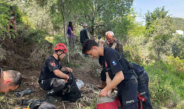 Dağlık alanda otlarken mağaraya düşen inek mağaraya inebilecek kasap bulunamayınca telef oldu