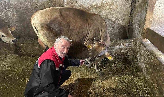 Danimarka ve Amerika'dan getirildiler, Of'a kısa sürede uyum sağladılar