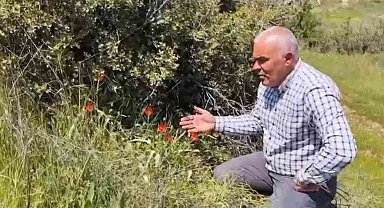 Denizli'de anemon lalesi yetişti