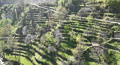 Dik yamaçta 60 yıllık emek, taş duvarlarla kurulan miras