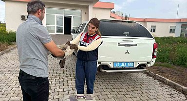 Diyarbakır'da yaralı bulunan şahin tedavi altına alındı