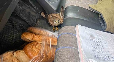 Dörtyol'da yaralı atmaca araca sığındı