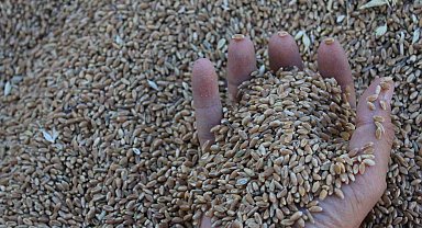 Dünya hububat üretiminde bir ilk gerçekleşecek