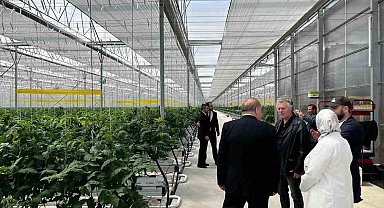 Düzce'den Seracılık İhtisas Organize Tarım Bölgesi'nde inceleme