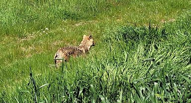 Edirne'de aç kalan çakal köye indi