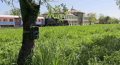 Edirne'de fotokapanlar yaban hayatını görüntülüyor