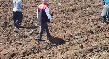 Elazığ'da domates üretiminde yeni sezon başladı