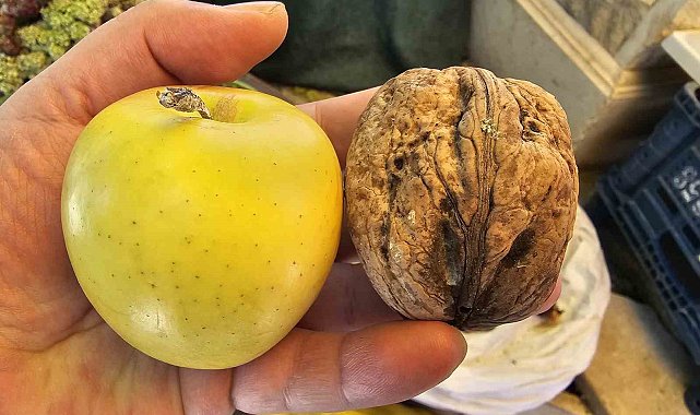 Elazığ'da elma büyüklüğünde cevizler ilgi çekiyor