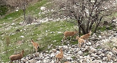 Elazığ'ın tarihi mahallesi Harput'ta dağ keçileri görüntülendi