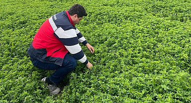Emet'te yonca üretimine yönelik denetimler devam ediyor