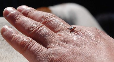 Erzincan'da kene sezonu açıldı