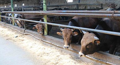 Eskişehir'de kurbanlıklar tükenmeye başladı