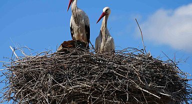 Esnafın merakla beklediği Rüzgar ve Nergis, 4'üncü yılında da aynı yuvaya döndü