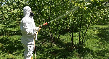 Fındıkta külleme ve kozalak akarına karşı mücadele başlatıldı