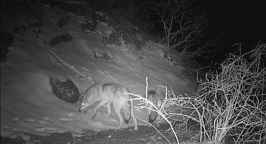Fotokapana yansıyan yaban hayatında bahar hareketliliği