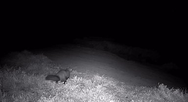 Ganos Dağları'nda fotokapana sansar takıldı