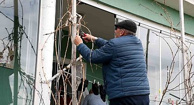 Geçen yıl don vurmuştu, Yozgatlı üzüm üreticisi bu yıl umutlu