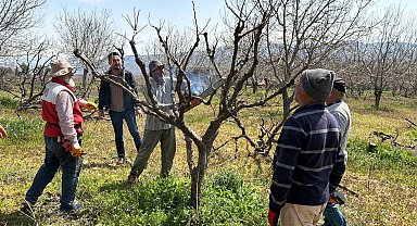 Geçtiğimiz yıl yaşanan zirai donun etkisi ağaçlarda sürüyor