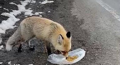 Gezen tilki nasibini buldu