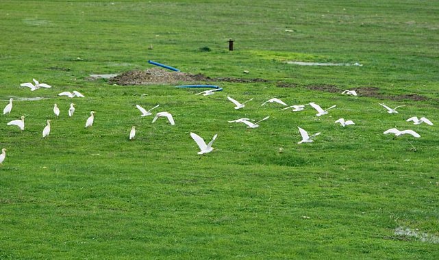 Göçmen kuşlar Muş Ovası'nı süsledi