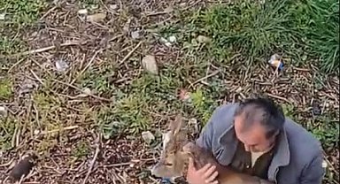 Görele'de araçlara çarpan yaralı karaca derede bulundu