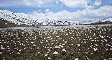 Güzeldere Vadisi'nde bahar şöleni: Çiğdemler görsel ziyafet sunuyor