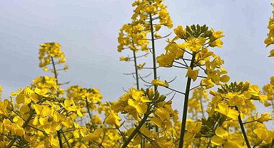 Hayrabolu'da bu yıl 21 bin dekar alanda kanola ekimi yapıldı