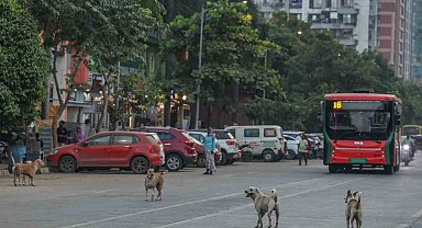 Hindistan'da 62 milyon sokak köpeği, sokakları işgal ediyor