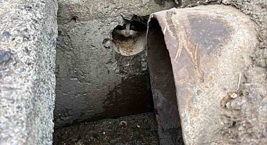 İskenderun'da rögar borusuna düşen yavru kediler kurtarıldı