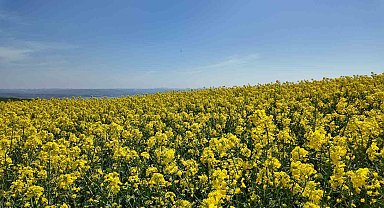 İstanbul'da tarlalar sarıya boyandı