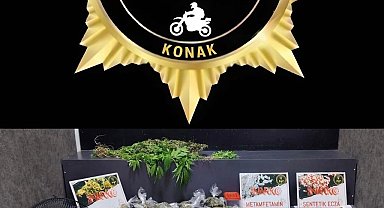 İzmir'de seraya çevirdiği evde kenevir yetiştiren şahıs tutuklandı