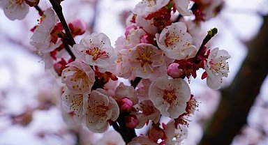 İznik çiçek bahçesine büründü