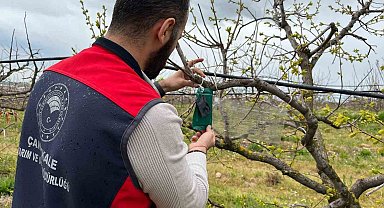 Kahverengi kokarca için tuzak takip çalışması