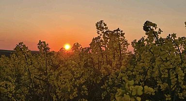 Kanola tarlalarında gün batımı manzarası